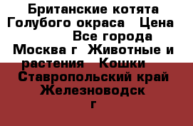 Британские котята Голубого окраса › Цена ­ 8 000 - Все города, Москва г. Животные и растения » Кошки   . Ставропольский край,Железноводск г.